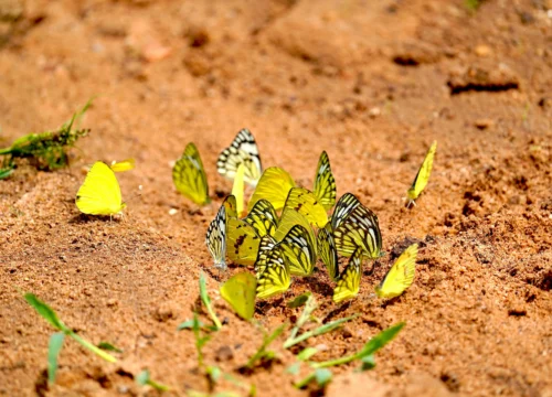 Jaipur Ranthambore Tour